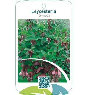 Leycesteria formosa