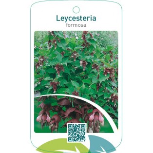 Leycesteria formosa