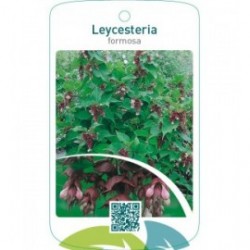 Leycesteria formosa