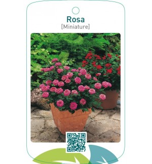 Rosa [Miniature]lila