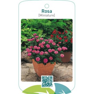Rosa [Miniature]lila
