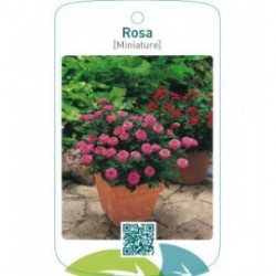Rosa [Miniature]lila