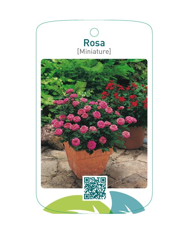 Rosa [Miniature]lila