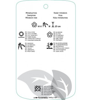 Etichette di Rosa [Miniature]lila *