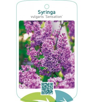Syringa vulgaris ‘Sensation’