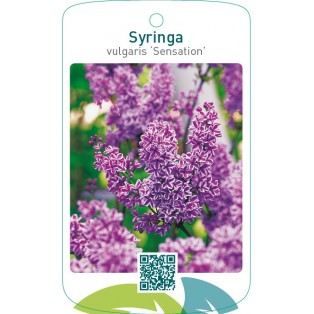 Syringa vulgaris ‘Sensation’