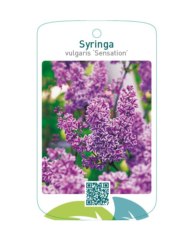 Syringa vulgaris ‘Sensation’