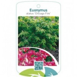 Euonymus alatus ‘Chicago Fire’