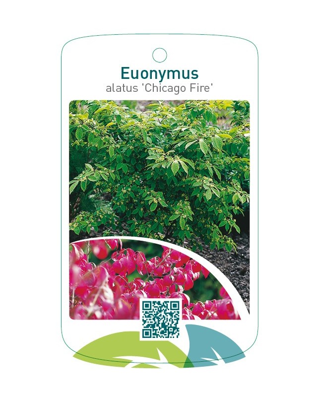 Euonymus alatus ‘Chicago Fire’