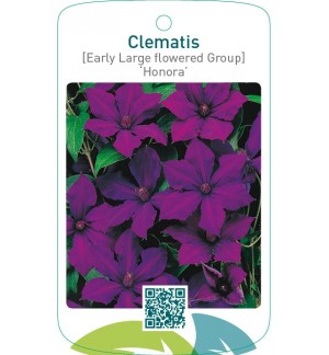 Clematis [Early Large flowered Group] ‘Honora’