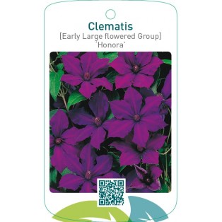 Clematis [Early Large flowered Group] ‘Honora’
