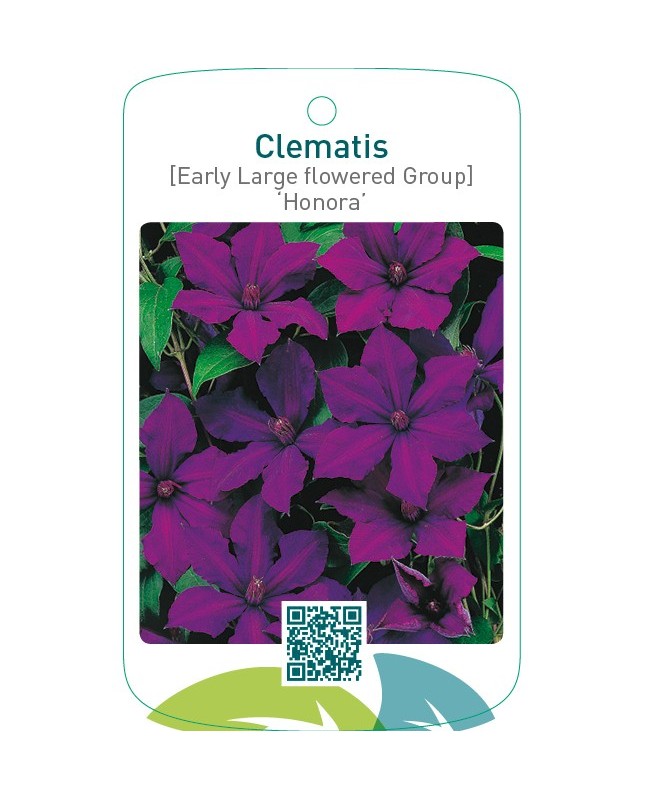 Clematis [Early Large flowered Group] ‘Honora’
