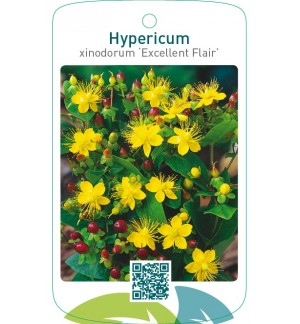 Hypericum xinodorum ‘Excellent Flair’