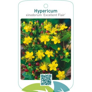 Hypericum xinodorum ‘Excellent Flair’