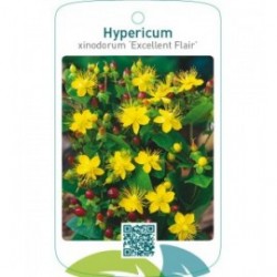 Hypericum xinodorum ‘Excellent Flair’