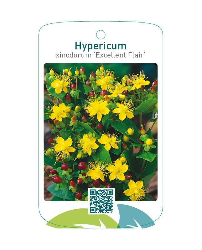 Hypericum xinodorum ‘Excellent Flair’