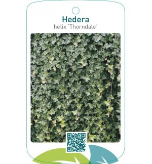 Hedera helix ‘Thorndale’