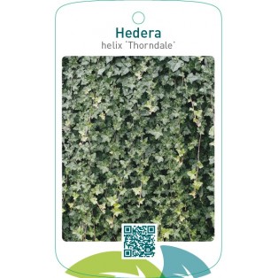 Hedera helix ‘Thorndale’