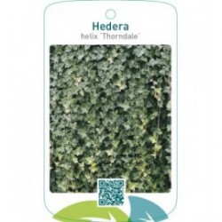 Hedera helix ‘Thorndale’