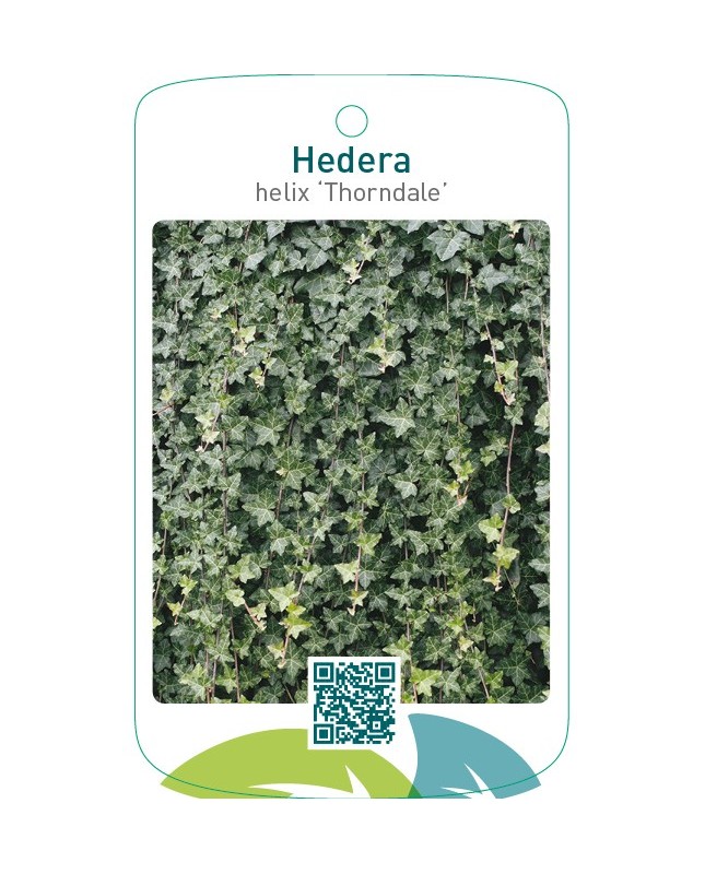 Hedera helix ‘Thorndale’