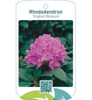 Rhododendron ‘English Roseum’