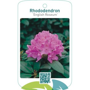 Rhododendron ‘English Roseum’
