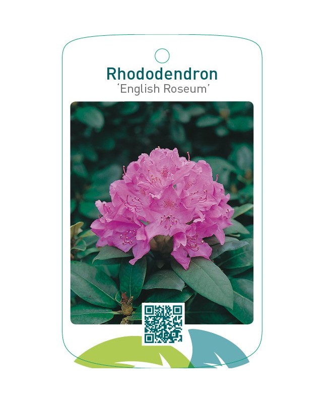 Rhododendron ‘English Roseum’