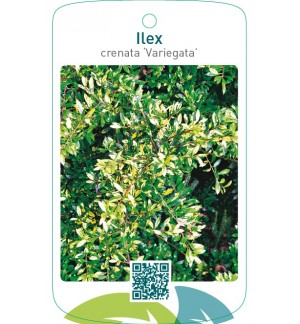 Ilex crenata ‘Variegata’