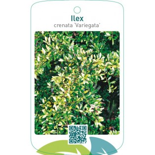 Ilex crenata ‘Variegata’