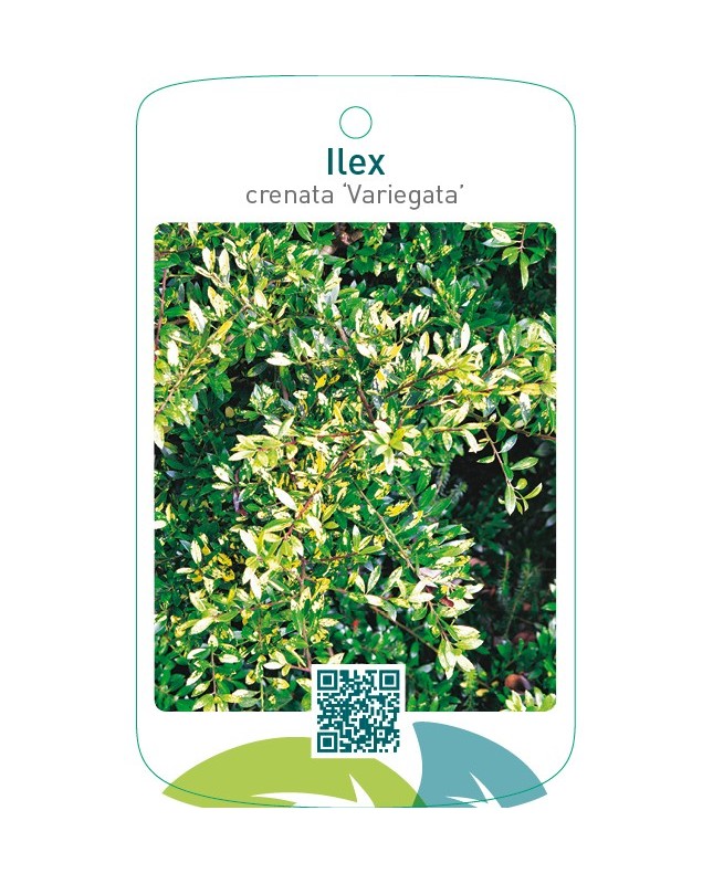 Ilex crenata ‘Variegata’