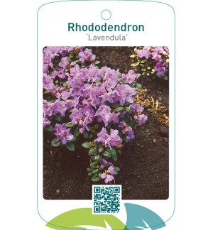Rhododendron ‘Lavandula’
