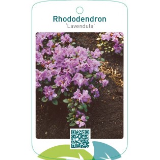 Rhododendron ‘Lavandula’