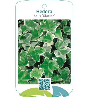 Hedera helix ‘Glacier’