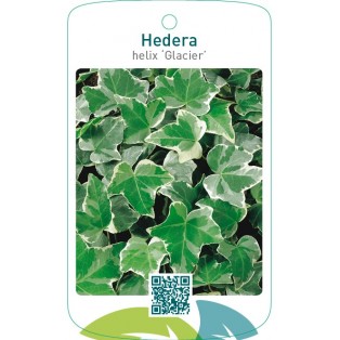 Hedera helix ‘Glacier’