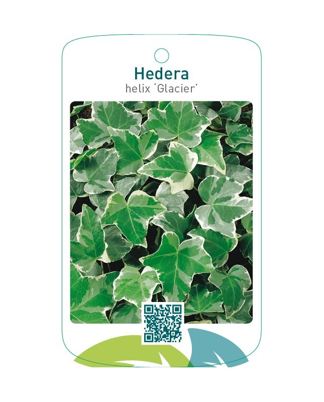 Hedera helix ‘Glacier’