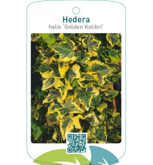 Hedera helix ‘Golden Kolibri’