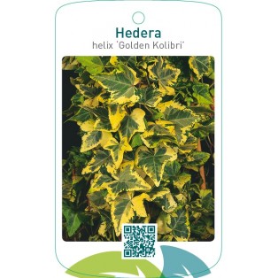 Hedera helix ‘Golden Kolibri’