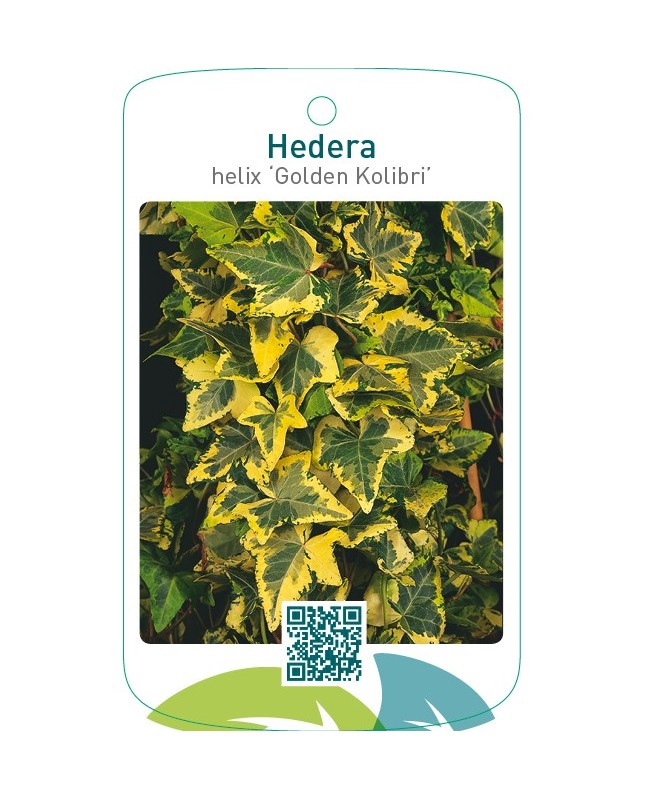 Hedera helix ‘Golden Kolibri’