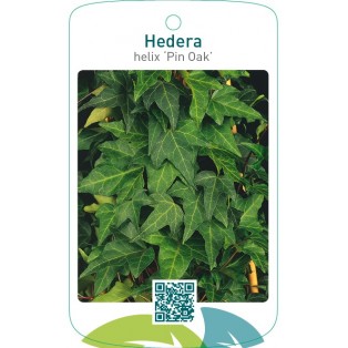 Hedera helix ‘Pin Oak’
