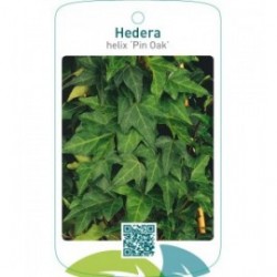 Hedera helix ‘Pin Oak’