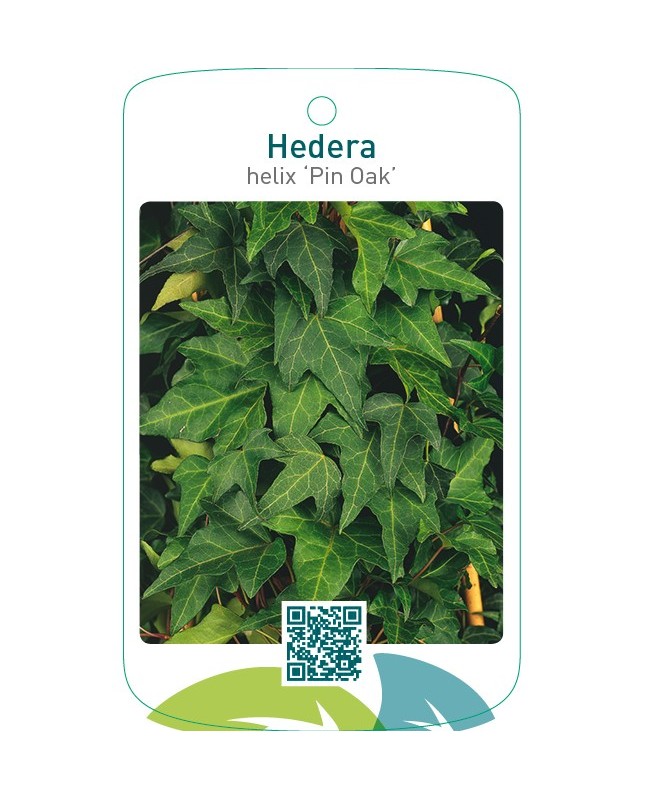Hedera helix ‘Pin Oak’