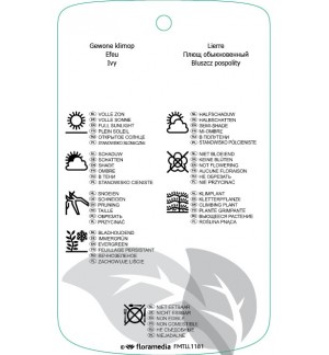 Etichette di Hedira helix ‘Pin Oak’ *