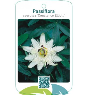 Passiflora caerulea 'Constance Elliott'