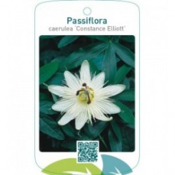 Passiflora caerulea 'Constance Elliott'
