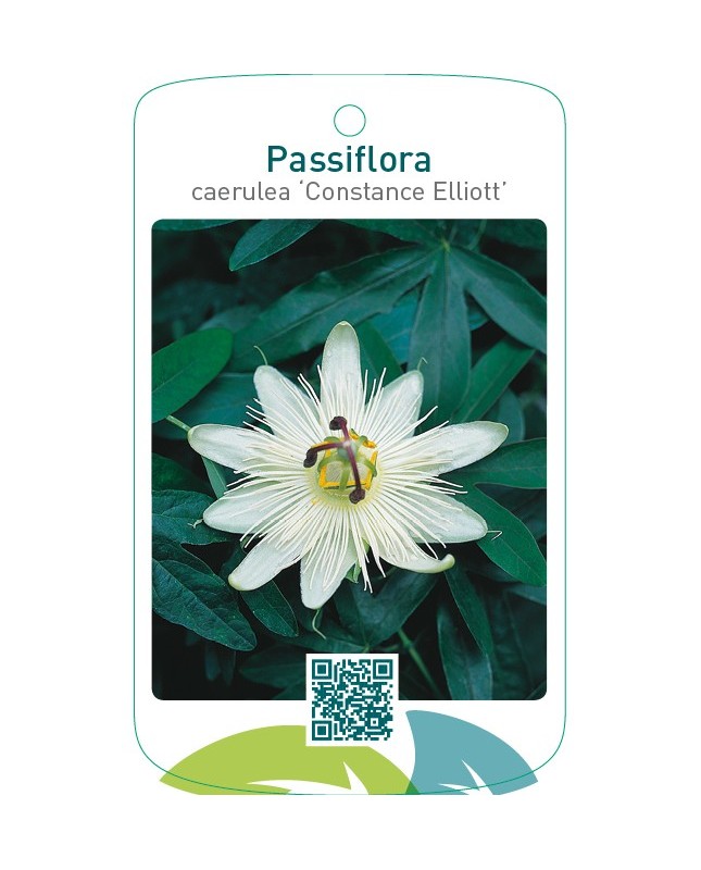 Passiflora caerulea 'Constance Elliott'