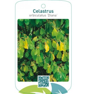 Celastrus orbiculatus ‘Diana’