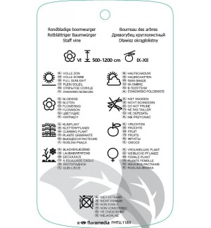 Etichette di Celastrus orbiculatus ‘Diana’ *