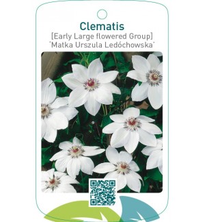 Clematis [Early Large flowered Group] ‘Matka Urszula Ledó  *