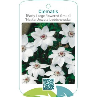 Clematis [Early Large flowered Group] ‘Matka Urszula Ledó  *