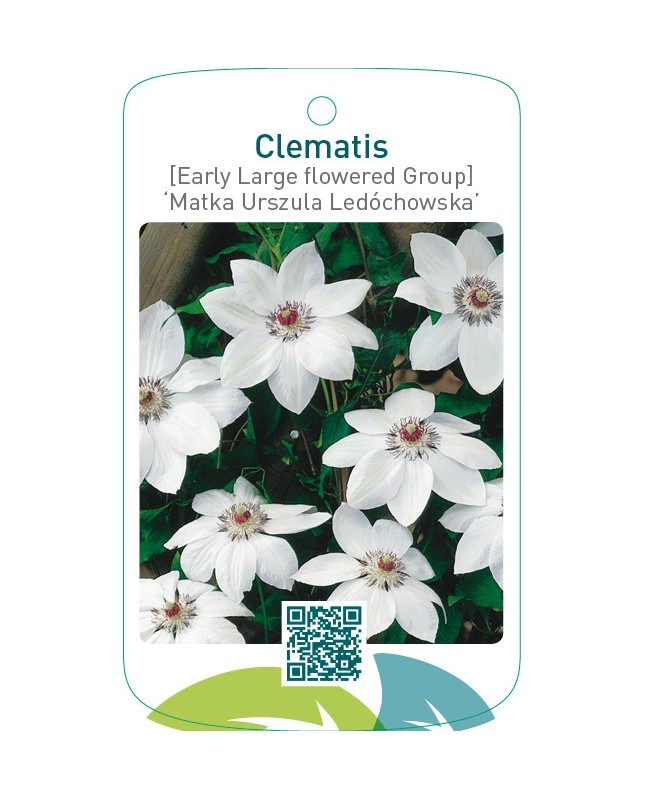 Clematis [Early Large flowered Group] ‘Matka Urszula Ledó  *
